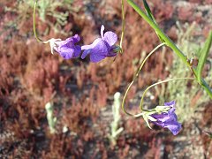 antirrhinum kelloggii